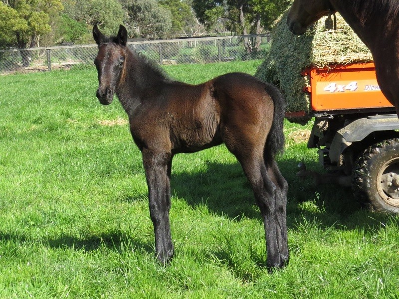 141 Bella Coureuse x Jungle Ruler bgr c 28-8 8d